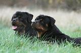 ROTTWEILER 463